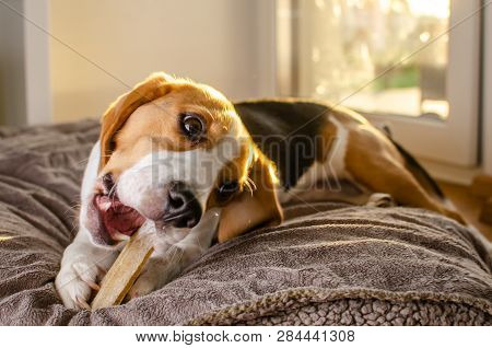 Beagle Puppy Chewing On A Dog Snack