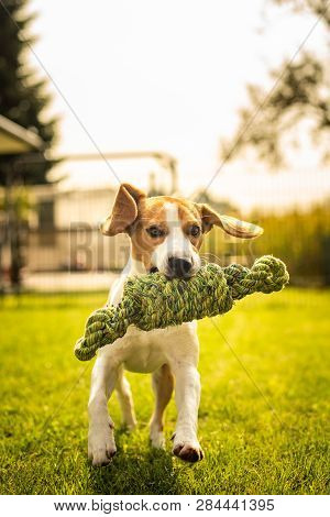 Beagle Dog Fun In Garden Outdoors Run And Jump With Knot Rope