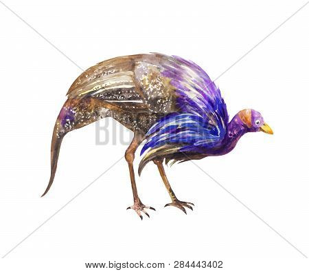 Blue Speckled Guinea Fowl Seeking Food. Watercolor Illustration Isolated On White