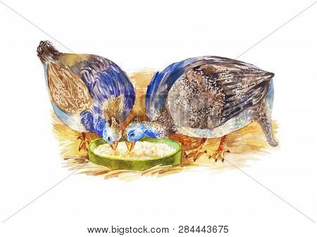 Two Guinea Fowls Eat Bird Food. Poultry Breeding, Watercolor Illustration Isolated On White