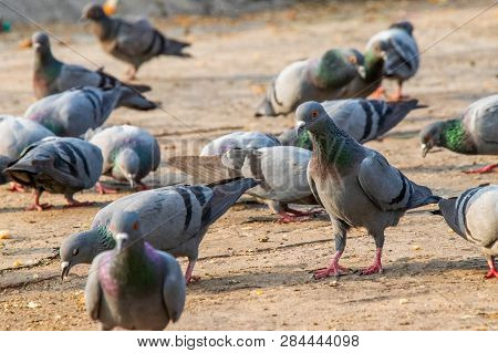 Group Of Pigeons