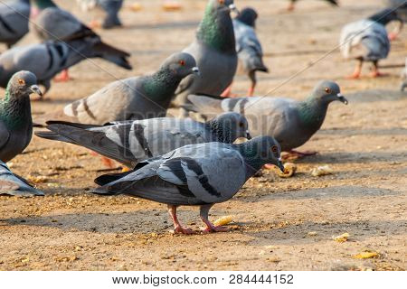 Group Of Pigeons