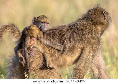 Chacma Baboon (papio Ursinus) Mother With Young Child Riding On Back Looking At Camera In Kruger Nat