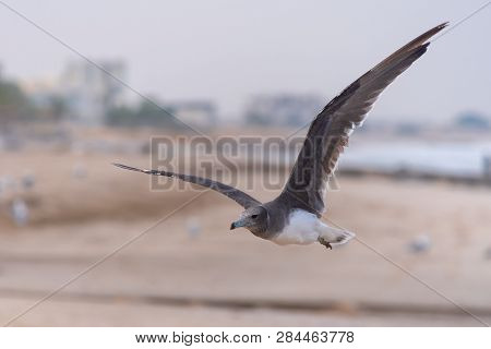 A Sooty Gull Flying Through The Sky (larus Hemprichii)