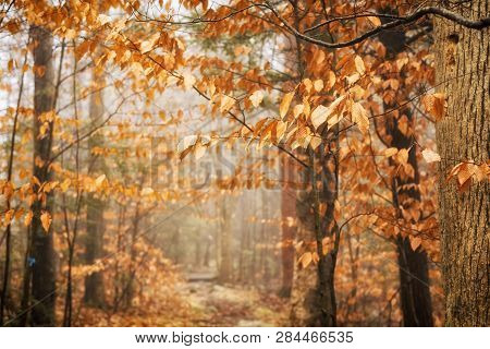 American Beech Trees With Yellow To Orange Leaves In Autumn On A Trail Within Burr Pond State Park I