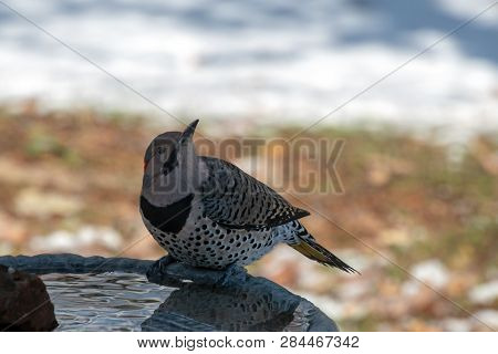 A Northern Flicker Woodpecker Poses On The Side Of The Backyard Birdbath On A Winter Day. Bokeh Back