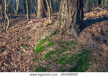 Forest Floor Around A Scots Pine Tree. It Sis A Sunny Day In The Dutch Winter Season.