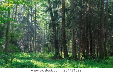 Sunbeam Entering Rich Deciduous Forest