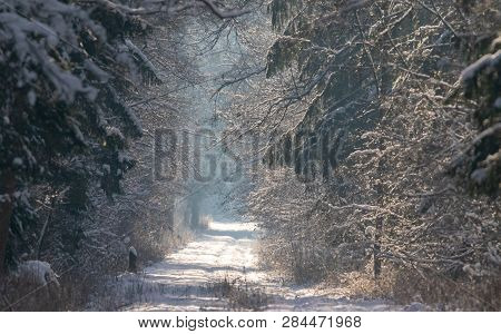 Peaceful Wintertime Road Crosing Primeval Bialowieza Forest