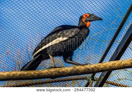Female Southern Ground Hornbill Walking Over A Branch, Tropical And Threatened Bird From Africa