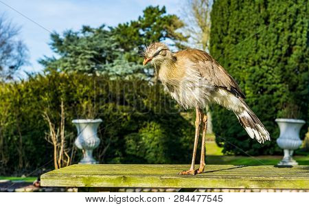 Red Legged Seriema Standing On A Table In A Garden, Tropical Bird From The Grasslands Of Brazil