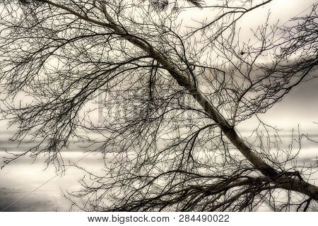 A Black And White Picture Of A Birch Tree Leaning Out Over Burr Pond State Park In Torrington, Conne