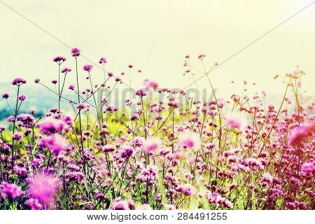 Beautiful Nature Purple Flower Field Of Verbena Bonariensis Or Purpletop Vervain Under The Bright Sk
