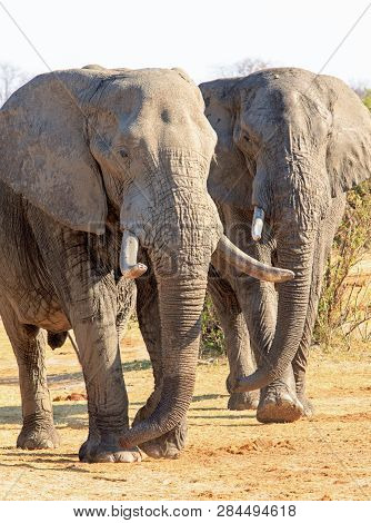Portrait View Of A Pair Of African Elephants Standing On The Dry Arid Psavannah In Hwange National P