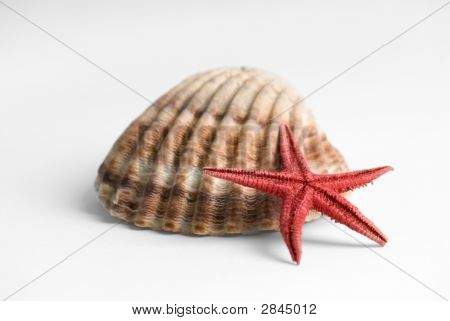 Starfish-életmód