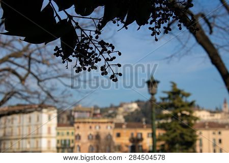The Blurred City View With The Tree Branch In Front - Verona, Italy