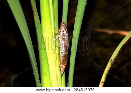Empty Dragonfly Skin Left Behind After Metamorphosing