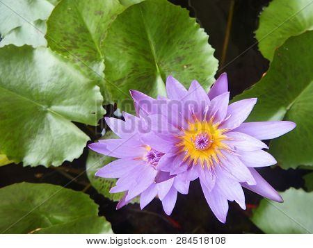 The Biooming Lotus Is Beautiful And The Atmosphere Is Quiet.