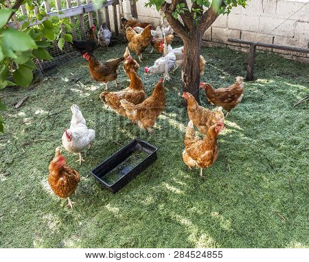 Chickens In The Pen