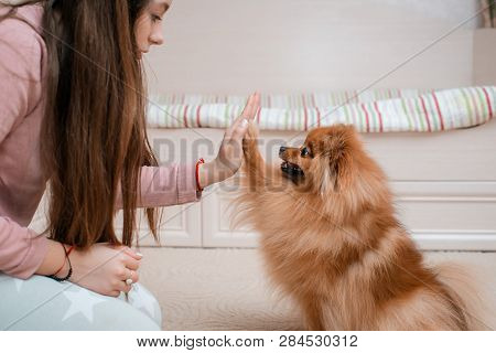 Teenage Girl With A Dog Breed Spitz Rejoices With A Pet At Home On The Floor. Care And Training Of A