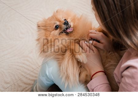 Teenage Girl With A Dog Breed Spitz Rejoices With A Pet At Home On The Floor. Care And Training Of A