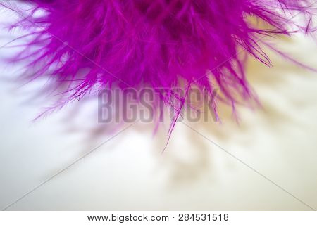 Pink Plumage Rests On The Upper Edge In The Center On A White Background Top View