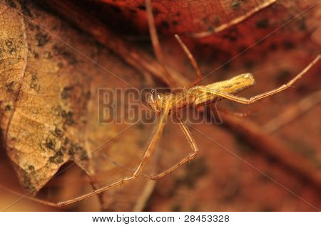 Tetragnatha