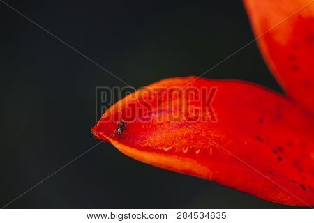 Small Black Ant On Edge Of Red Orange Petal Close-up. Insect On Blooming Flower With Copy Space. Atm