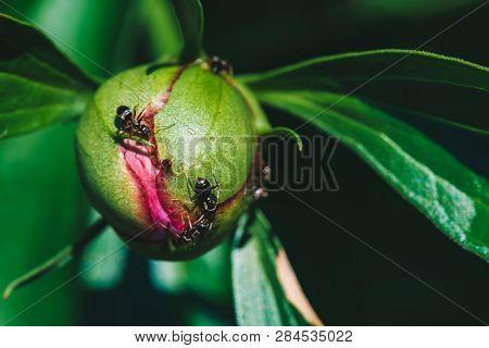 Small Black Ants Creep On Young Peony Bud In Macro. Green Pink Unblown Bud With Long Green Leaves Cl