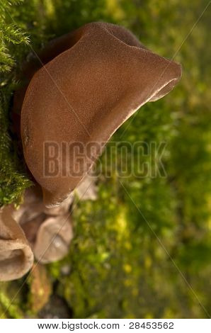 Auricularia Auricula-judae