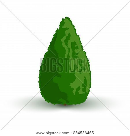 Thuja Is Eastern, Evergreen. Cone-shaped Plant. Isolated On White Background Vector Illustration.