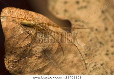 Tetragnatha