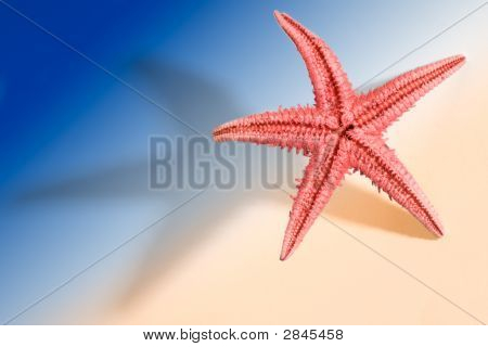 Étoile de mer mode de vie