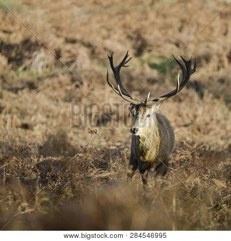 Stunning Red Deer Stag Cervus Elaphus With Majestic Antelrs In Autumn Fall Froest Landscape