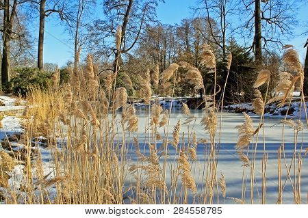 Green Glyceria Maxima, Also Known As Great Manna Grass, Reed Mannagrass, And Reed Sweet-grass, Growi