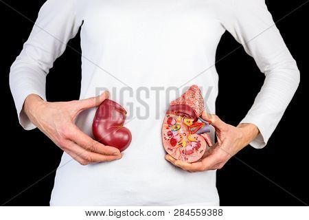 Female Hands Hold Model Of Human Kidney Organ In Front Of White Body At Black