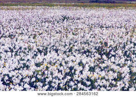 Valley Of Daffodils, Hust