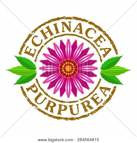 Vector Letter Stamp With Echinacea Purpurea Flower. Vector Illustration Of Echinacea Purpurea Bloomi