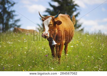 Cow In Blooming Herbs