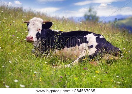 Cow In Blooming Herbs