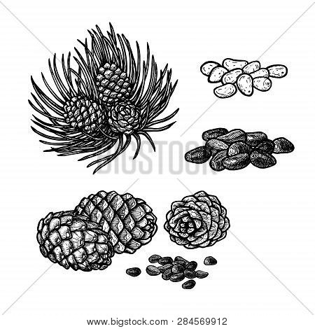 Hand Drawn Set Of Pine Nuts And Cones. Vintage Vector Sketch