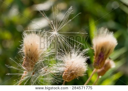 Thick Thistledown Ready For Seed Dispersal By The Wind