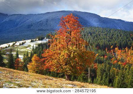 Beech Trees In Autumn
