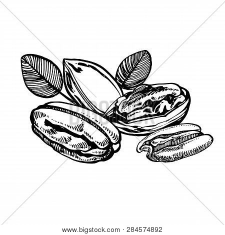 Pecan Nuts And Leaves Hand Drawn Illustration. Ink Sketch Of Nuts. Hand Drawn Illustration. Isolated