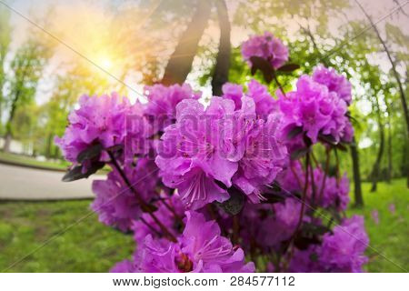 Beautiful Azalea In The Spring Blossoms