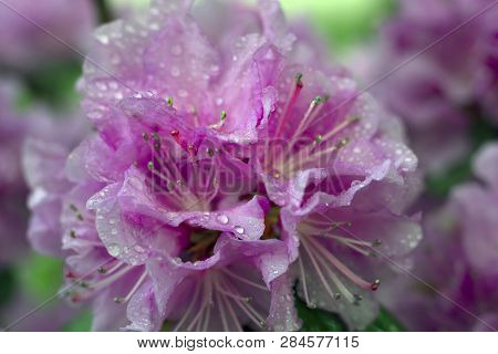 Beautiful Azalea In The Spring Blossoms