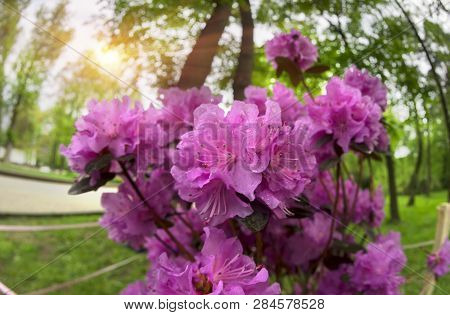 Beautiful Azalea In The Spring Blossoms