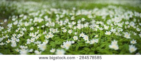 Fresh Greens And Delicate Fragrant Flowers