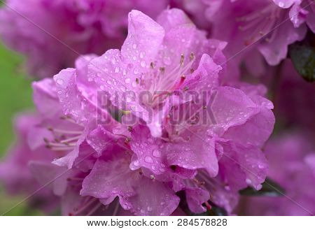 Beautiful Azalea In The Spring Blossoms