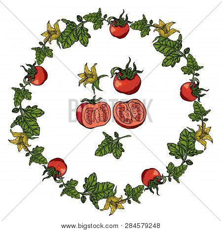Set With Tomatoes On White Background. Round Frame And Isolated Tomatoes. Tomato Leaves And Flowers